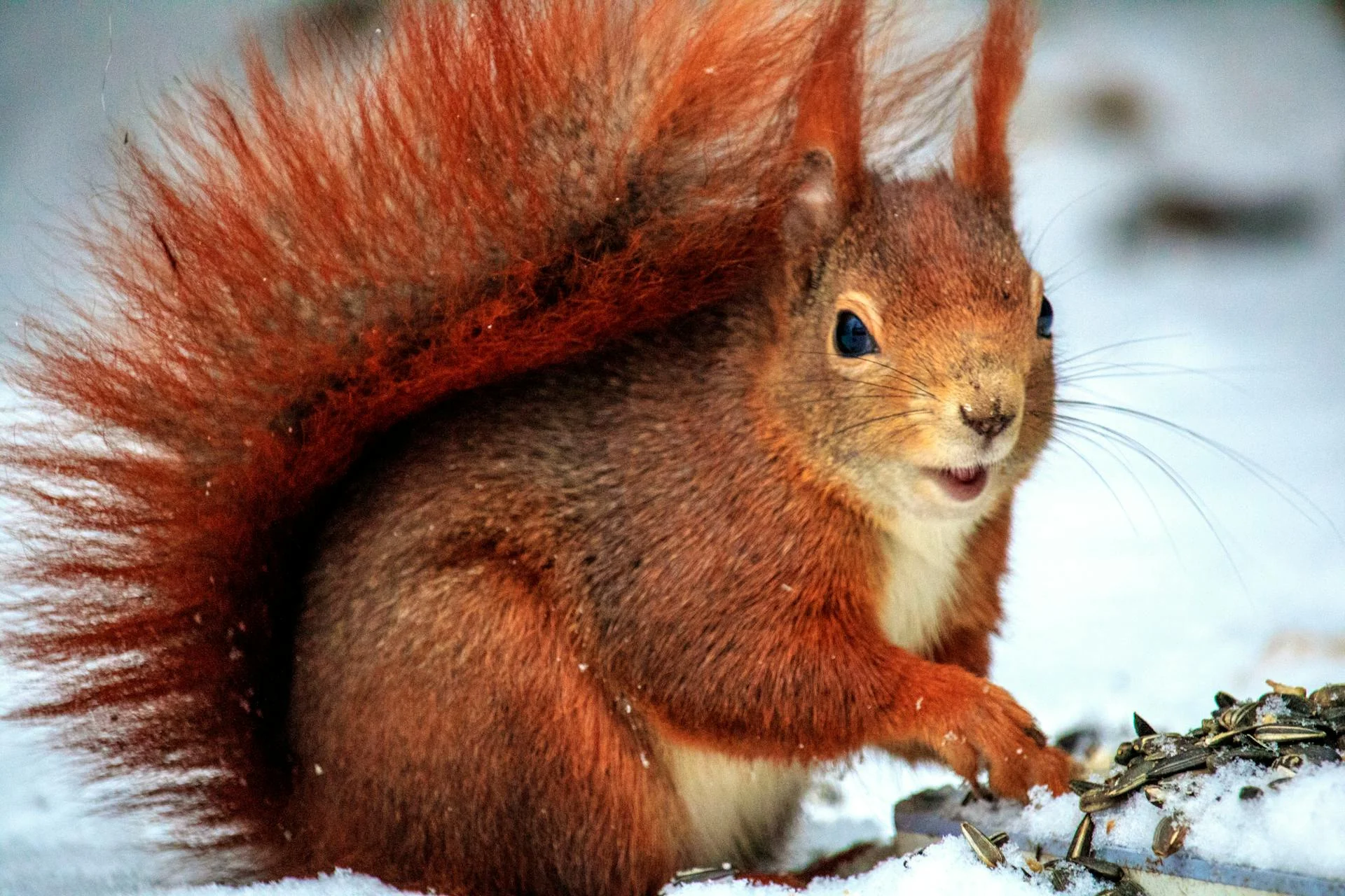 Gray squirrel eating a nut on tree branch